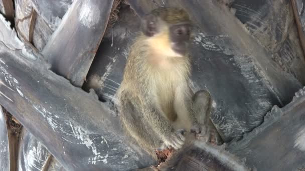 Juvenile Callithrix monkey or Green monkey, in a palm tree in The Gambia, West Africa. — Stock Video