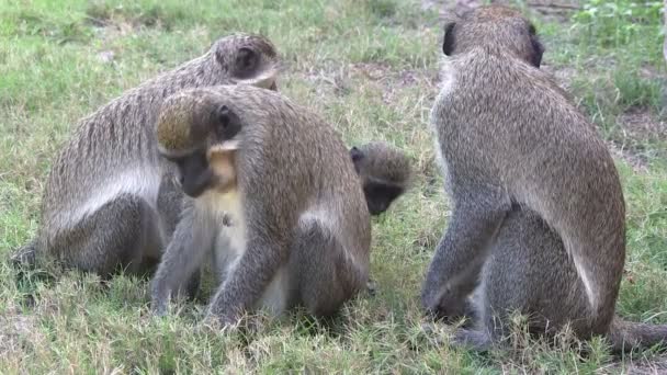 Een familie van callithrix apen of groene apen, savaging voor de menselijke voeding op de grond in gambia, west-Afrika. — Stockvideo