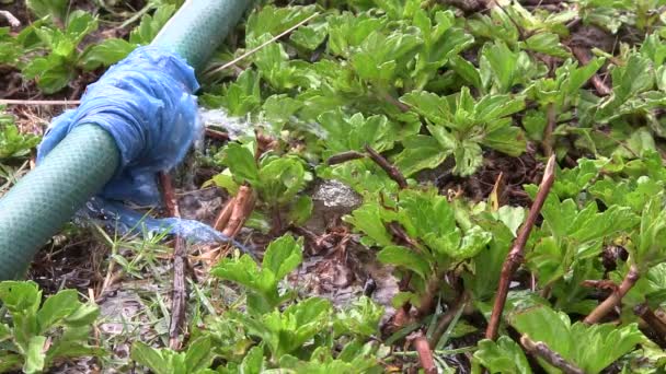 Lekkende slang pijp gedeeltelijke gerepareerd met een plastic zak. — Stockvideo