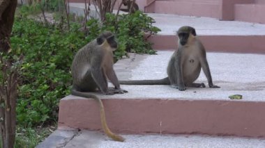 otel adımlar üzerinde vahşi maymunlar.