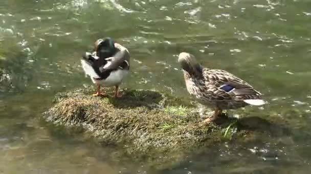 Ein Paar Stockenten auf einem Stein. — Stockvideo