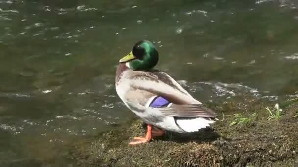 Bebek Mallard berdiri di atas stoking preening . — Stok Video