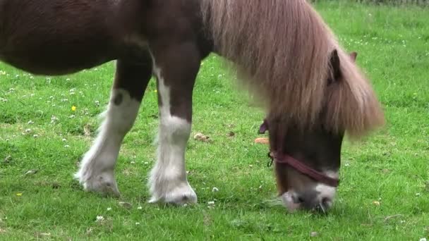 Pony pastando en un campo — Vídeos de Stock