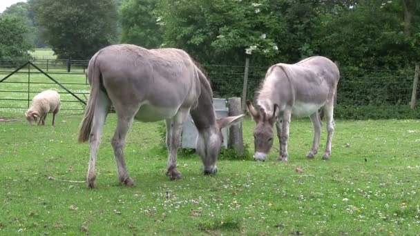 Pâturage de poney dans un champ 