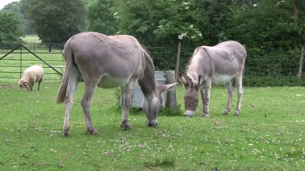 Pâturage de poney dans un champ — Video