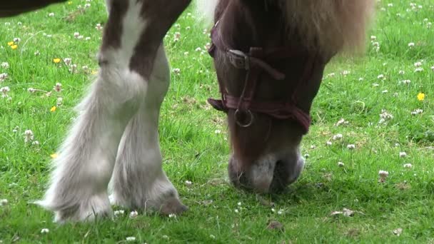 Ponny bete i ett fält — Stockvideo