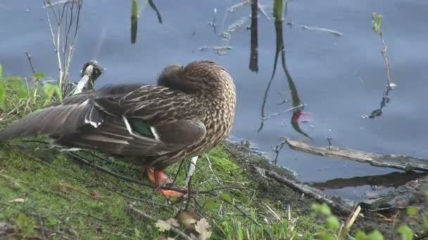 A duck preening on a river bank. — Stock Video