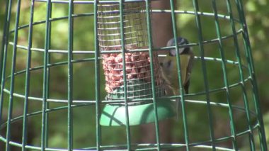 Mavi baştankara deli üzerinde besleme.