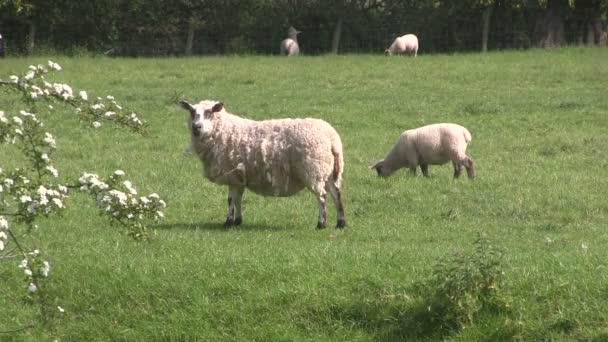 Ewe and lamb grazing in a field. — Stock Video