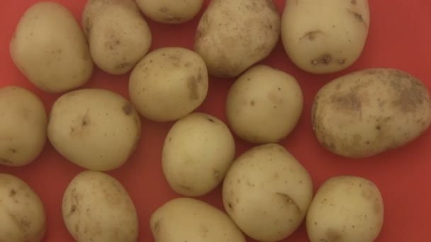 Patatas ecológicas frescas un fondo rojo . — Vídeo de stock