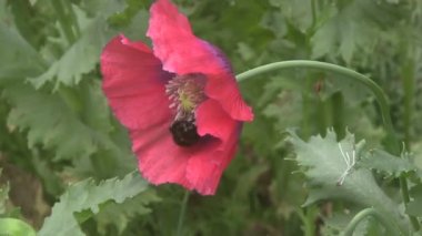 bal arıları nektarı toplamak.