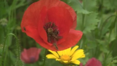 hover üzerinde haşhaş besleme uçar.