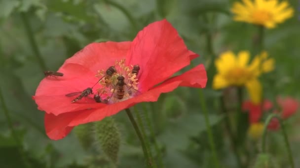 Volar moscas alimentándose de amapolas . — Vídeos de Stock