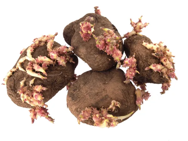 Oude aardappelen die zijn begonnen te spruiten . — Stockfoto