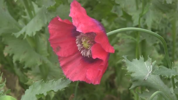 Hover Flies feeding on poppies. — Stock Video