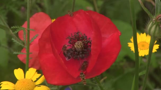 Bund frisch gepflückter Rettich auf weißem Hintergrund. — Stockvideo