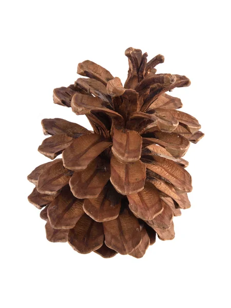 Pine or fir cone on a white background. — Stock Photo, Image