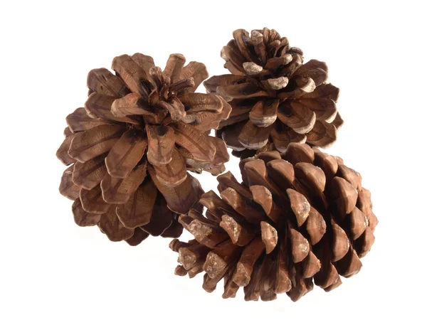 Pine or fir cones on a white background. — Stock Photo, Image