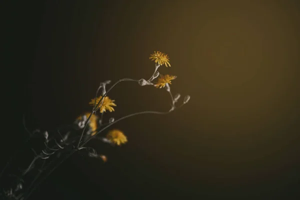 蒲公英的美丽的野生黄花 背景有趣 — 图库照片