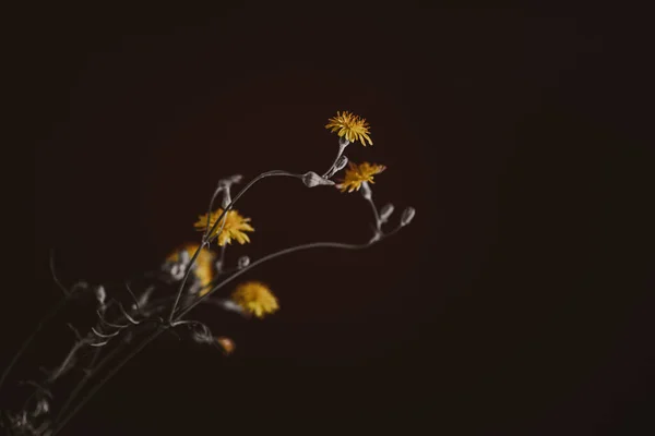 Gyönyörű Vad Sárga Virág Egy Pitypang Egy Érdekes Háttér — Stock Fotó