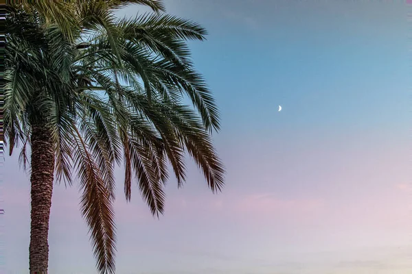 Vacker Lugn Molnfri Himmel Med Måne Och Palmer — Stockfoto