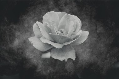 Güzel pembe gül sıcak sonbahar güneşi yakın planda ve bokeh