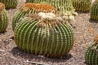 Yakın plan güzel büyük yeşil kaktüs doğal bir arka plan oluşturuyor.