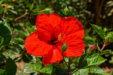 Bahçede yeşil arka planda güzel kırmızı egzotik çiçekler.