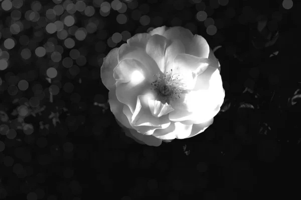 Красива Біла Троянда Теплому Осінньому Сонці Впритул Боке — стокове фото