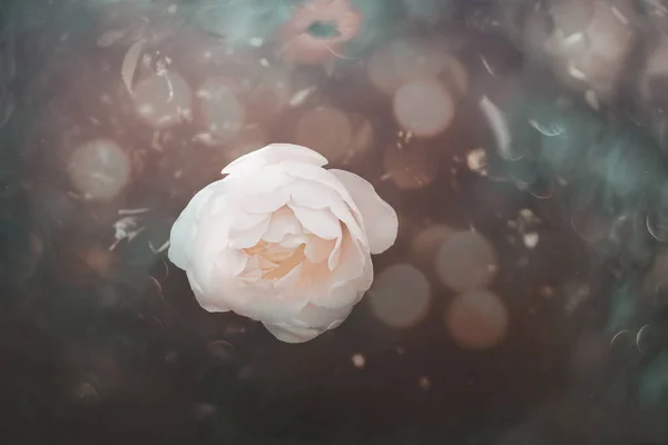 Güzel beyaz gül, sıcak sonbahar güneşi yakın planda ve bokeh