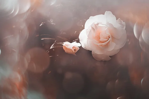 Красива Біла Троянда Теплому Осінньому Сонці Впритул Боке — стокове фото
