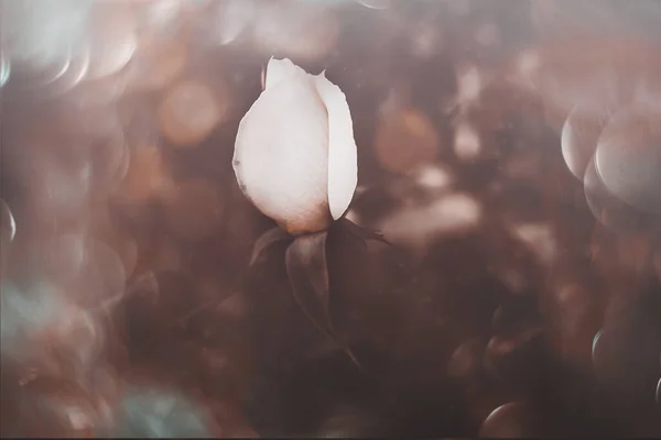 Krásná Bílá Růže Teplém Podzimním Slunci Detailu Bokeh — Stock fotografie