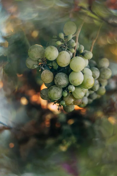 Belas Uvas Verdes Maduras Uma Videira Uma Vinha Dia Quente — Fotografia de Stock