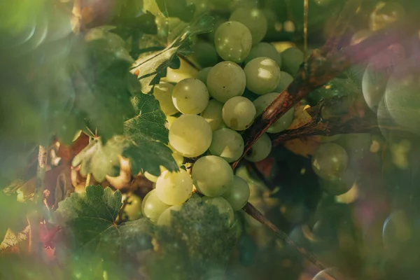 Belas Uvas Verdes Maduras Uma Videira Uma Vinha Dia Quente — Fotografia de Stock
