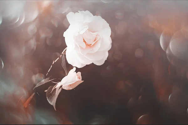 Rosa Branca Bonita Sol Quente Outono Close Bokeh — Fotografia de Stock