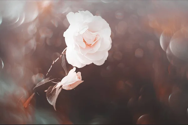 Güzel beyaz gül, sıcak sonbahar güneşi yakın planda ve bokeh