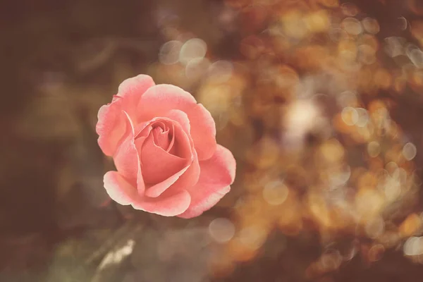 Красивая Розовая Роза Теплом Осеннем Солнышке — стоковое фото