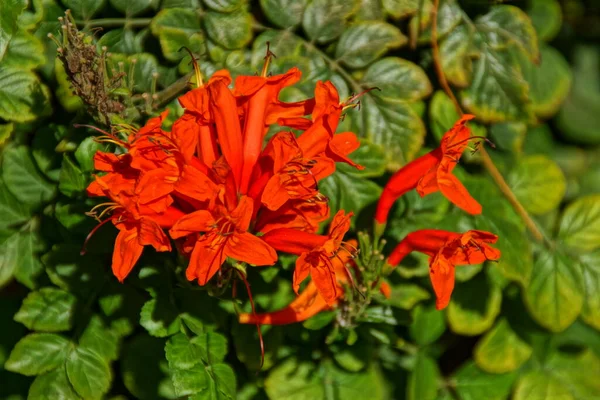Красиві Червоні Екзотичні Квіти Зеленому Фоні Саду Крупним Планом — стокове фото