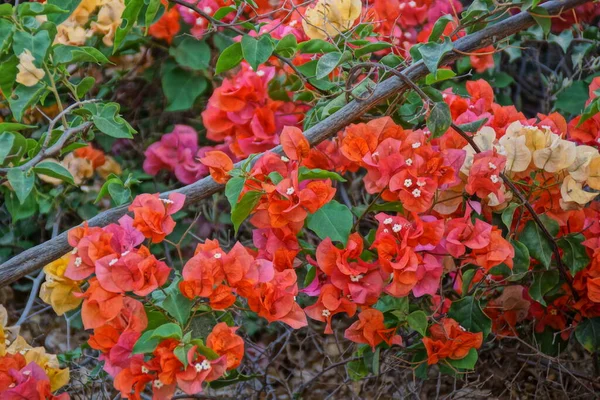 Belles Fleurs Exotiques Rouges Sur Fond Vert Dans Jardin Gros — Photo