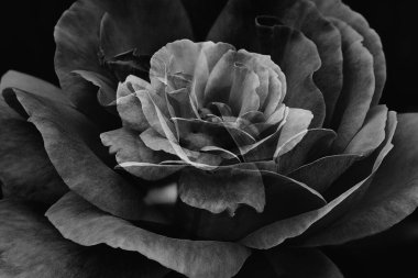 Güzel beyaz gül, sıcak sonbahar güneşi yakın planda ve bokeh