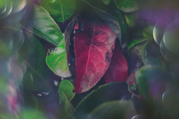 Belles Feuilles Magiques Automne Vertes Rouges Avec Bokeh Gros Plan — Photo