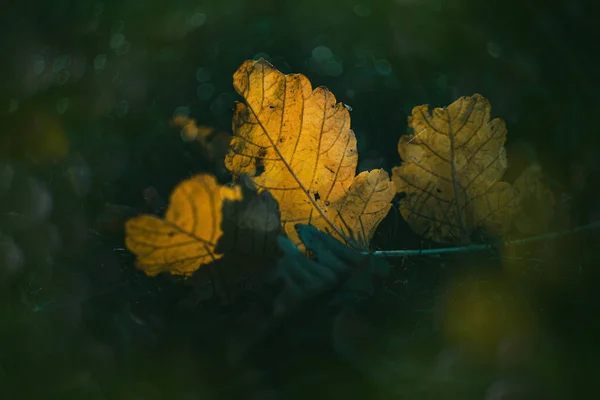Schöne Goldene Herbstblätter Auf Dem Gras Unter Warmer Herbstsonne Mit — Stockfoto