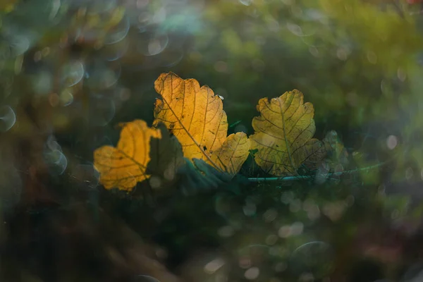 暖かい秋の太陽の下の草の上に美しい秋の黄金の葉 — ストック写真