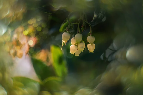 自然の中で木の上に美しい白い小さな秋の花 — ストック写真