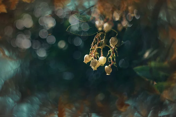 Belles Petites Fleurs Blanches Automne Sur Arbre Gros Plan Dans — Photo