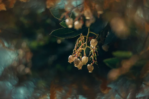 Vacker Vit Liten Höst Blommor Ett Träd Närbild Naturlig Miljö — Stockfoto