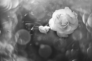 Güzel beyaz gül, sıcak sonbahar güneşi yakın planda ve bokeh