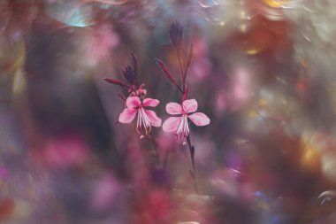 Bahçedeki küçük narin sonbahar çiçekleri Bokeh ile arka planda.