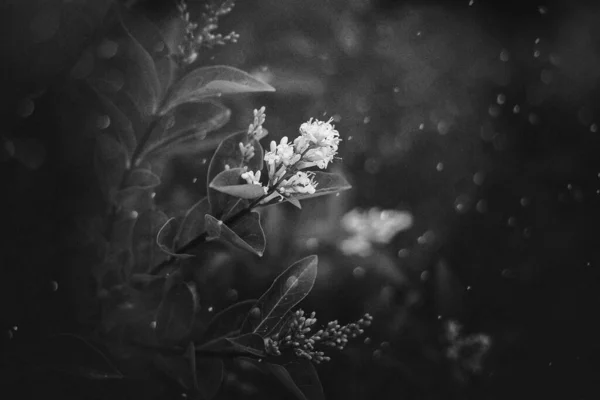 Bel Fiore Bianco Cespuglio Primo Piano Uno Sfondo Foglie Verdi — Foto Stock