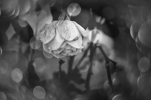 Красива Рожева Троянда Теплому Осінньому Сонці Впритул Боке — стокове фото